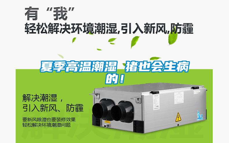 夏季高溫潮濕 豬也會生病的！